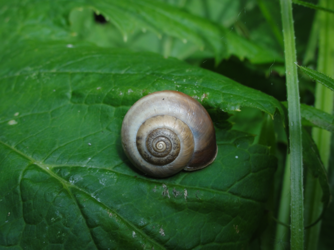 Monachoides incarnatus incarnatus &copy; JOURDE Rémi