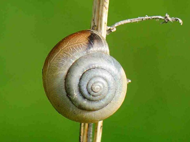 Monacha cantiana &copy; MATHOT William