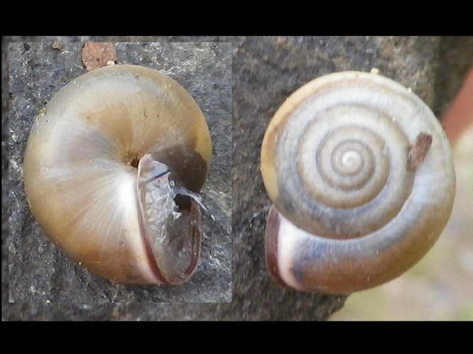 Monacha cartusiana &copy; HALLART Guénael