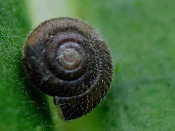 Trochulus hispidus &copy; MATHOT William