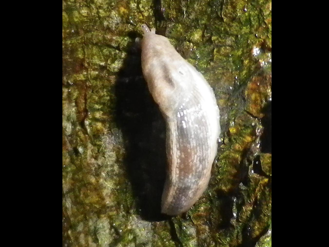 Lehmannia marginata &copy; HALLART Guénael