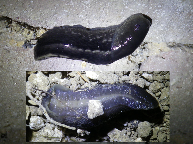 Limax cinereoniger &copy; HALLART Guénael