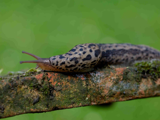 Limax maximus &copy; MATHOT William