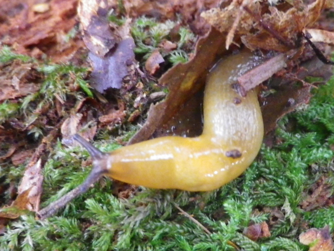 Malacolimax tenellus &copy; HALLART Guénael