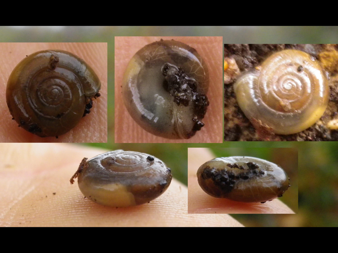 Oxychilus cellarius &copy; HALLART Guénael