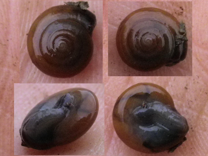 Oxychilus navarricus helveticus &copy; HALLART Guénael