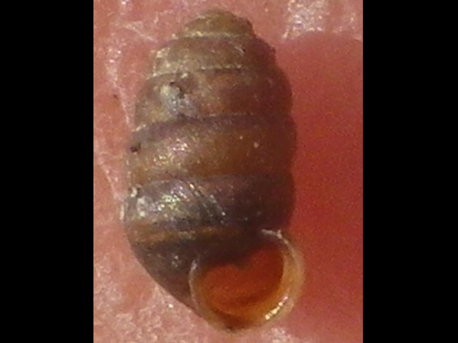 Pupilla muscorum &copy; HALLART Guénael