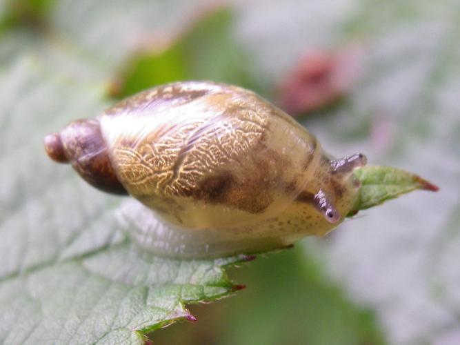 Succinea putris &copy; HALLART Guénael