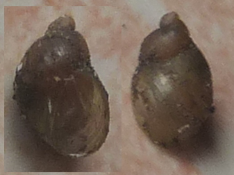 Succinella oblonga &copy; HALLART Guénael