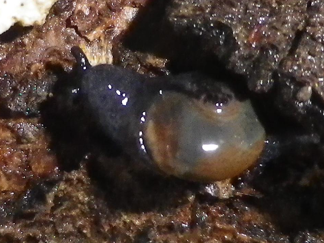 Phenacolimax major &copy; HALLART Guénael