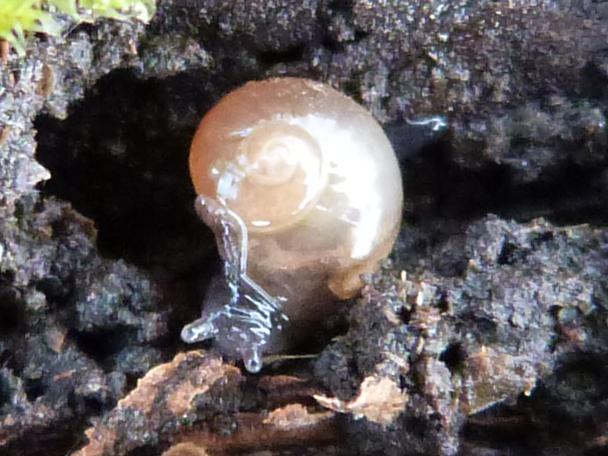 Vitrina pellucida &copy; HALLART Guénael