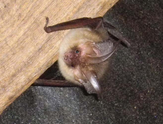 Oreillard &copy; HALLART Guénael