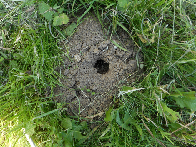 Taupinière &copy; HERMANT Thomas