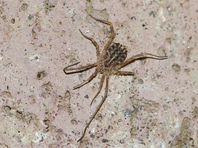 Adulte d'Homalenotus quadridentatus &copy; BARBIER Simon