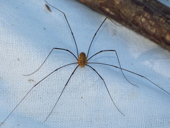 Opilio canestrinii adulte &copy; BARBIER Simon