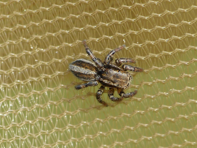 Phlegra fasciata &copy; BARBIER Simon