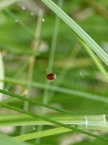 Hypsosinga heri sur sa toile &copy; BARBIER Simon
