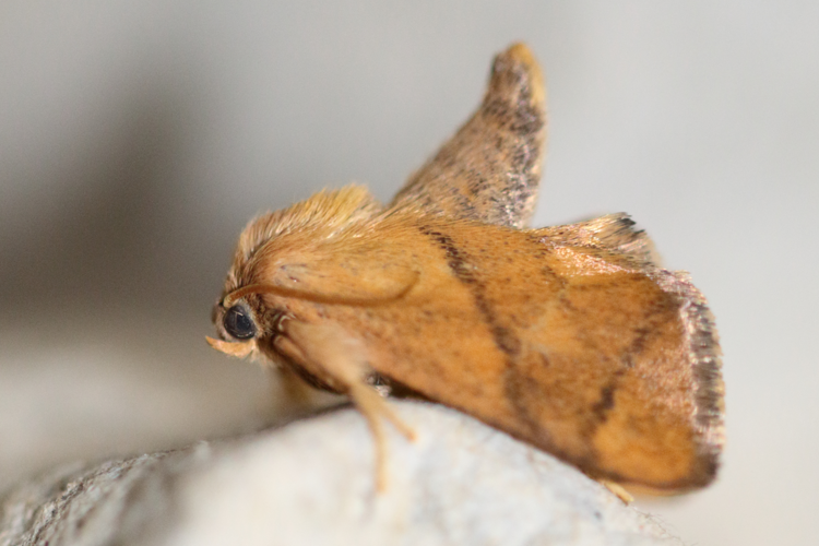 Apoda limacodes © GAIGNON Lison