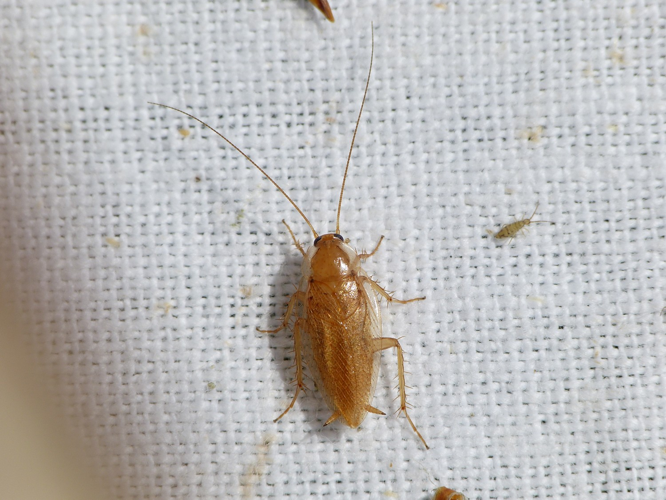 Ectobius pallidus &copy; BARBIER Simon