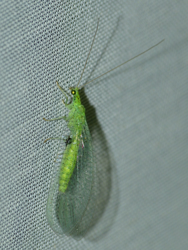 Pseudomallada prasinus &copy; BARBIER Simon