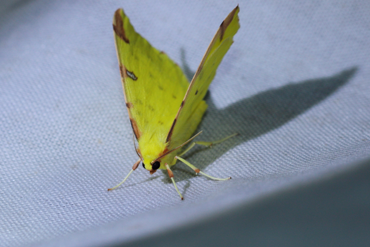 Opisthograptis luteolata &copy; GAIGNON Lison