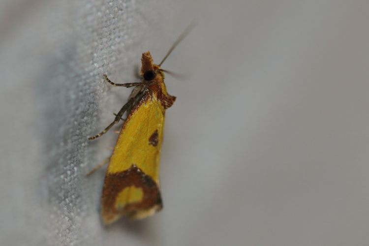 Agapeta zoegana &copy; GAIGNON Lison