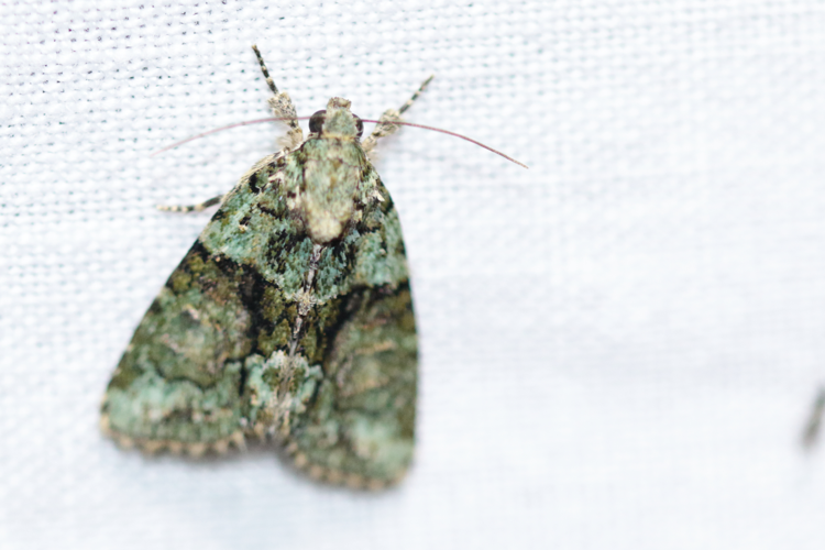 Cryphia algae &copy; GAIGNON Lison