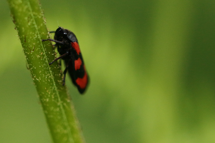 Cercopis vulnerata &copy; GAIGNON Lison