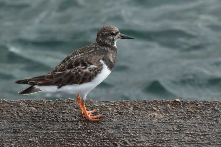 Arenaria interpres &copy; GAIGNON Lison