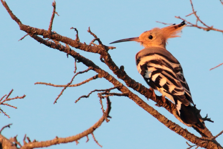 Upupa epops &copy; GAIGNON Lison