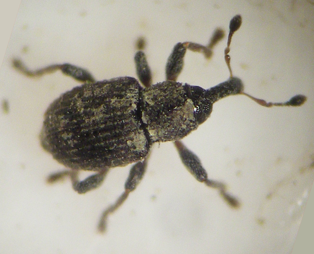 Tanysphyrus lemnae &copy; HALLART Guénael