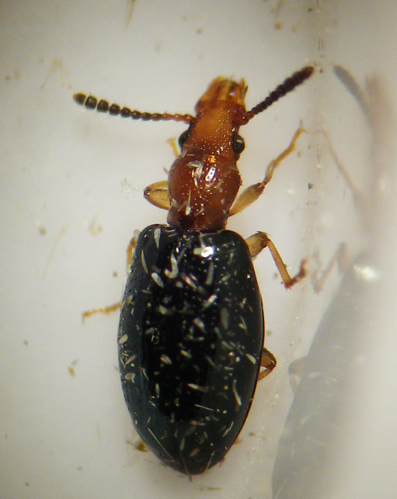 Vincenzellus ruficollis &copy; HALLART Guénael