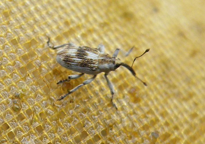 Poophagus sisymbrii &copy; HALLART Guénael