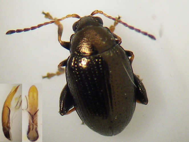 Chaetocnema concinna mâle avec présentation de l'édéage &copy; HALLART Guénael