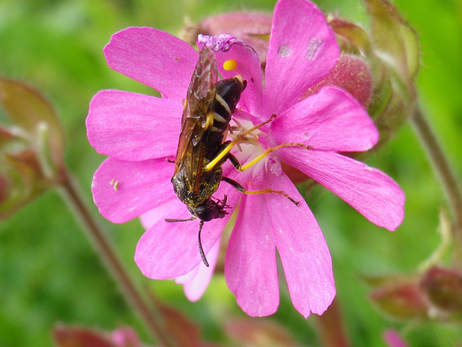 Elinora koehleri femelle &copy; HALLART Guénael
