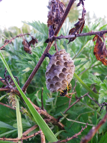 Polistes biglumis &copy; HALLART Guénael
