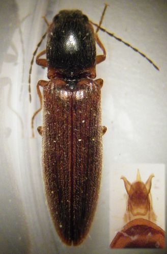 Athous subfuscus &copy; HALLART Guénael