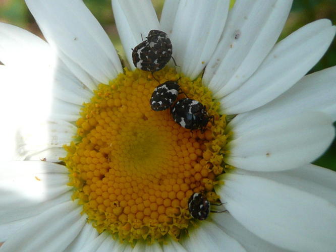 Anthrenus angustefasciatus sur Grande Marguerite &copy; MAILLIER Sébastien