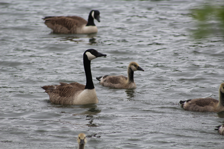 Branta canadensis &copy; MONNET Sarah