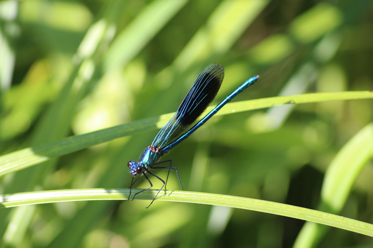 Calopteryx splendens &copy; MONNET Sarah