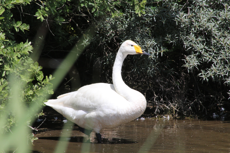 Cygnus cygnus &copy; MONNET Sarah