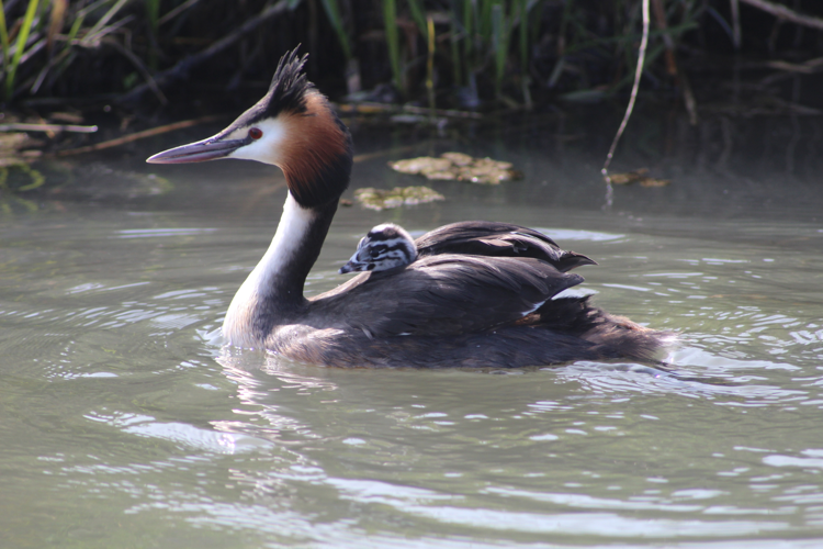 Podiceps cristatus &copy; MONNET Sarah