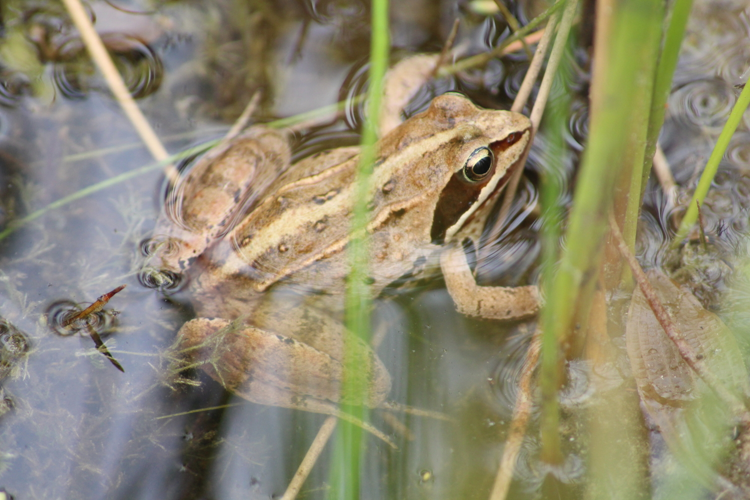 Rana arvalis &copy; MONNET Sarah