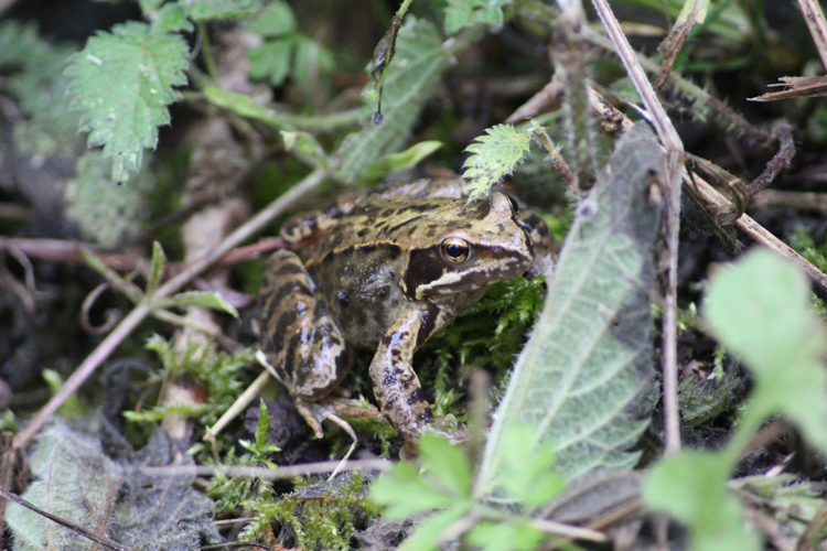 Rana temporaria &copy; MONNET Sarah