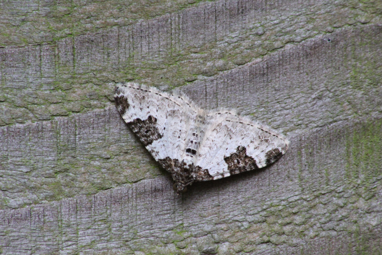 Xanthorhoe fluctuata &copy; MONNET Sarah