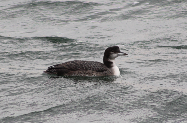 Gavia immer &copy; MONNET Sarah