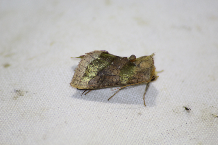 Diachrysia chrysitis &copy; MONNET Sarah