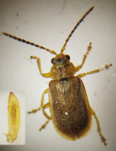 Galerucella pusilla adulte &copy; HALLART Guénael