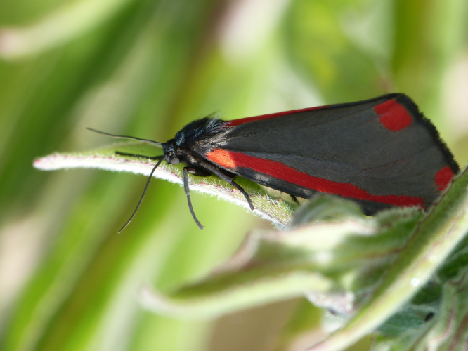 Tyria jacobaeae &copy; BARBIER Simon