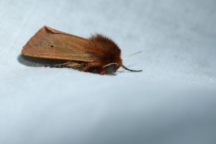 Phragmatobia fuliginosa &copy; GAIGNON Lison